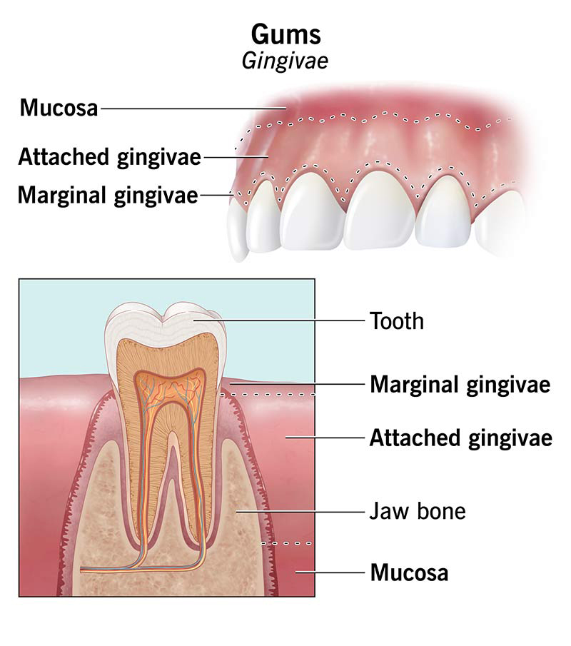 How ProDentim ingredients work to support oral probiotics, gum health, and tooth enamel
