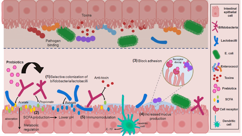 How ProDentim ingredients work to support oral probiotics, gum health, and tooth enamel